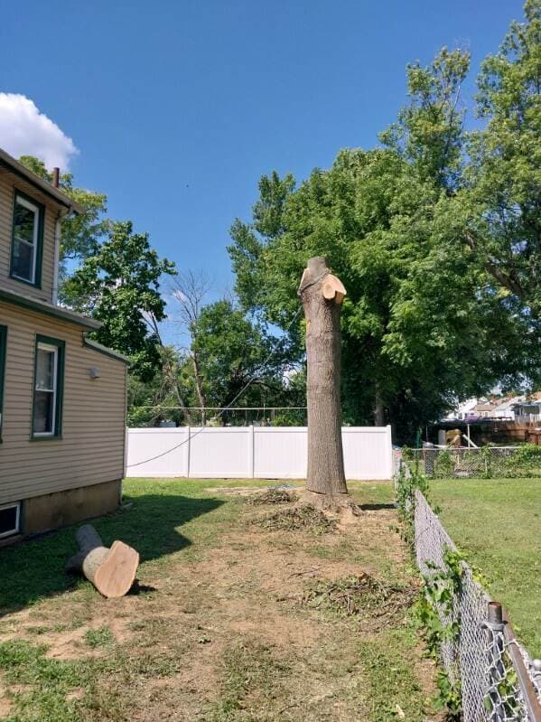 Oak reduced to a standing trunk during controlled removal in Woodbury, New Jersey