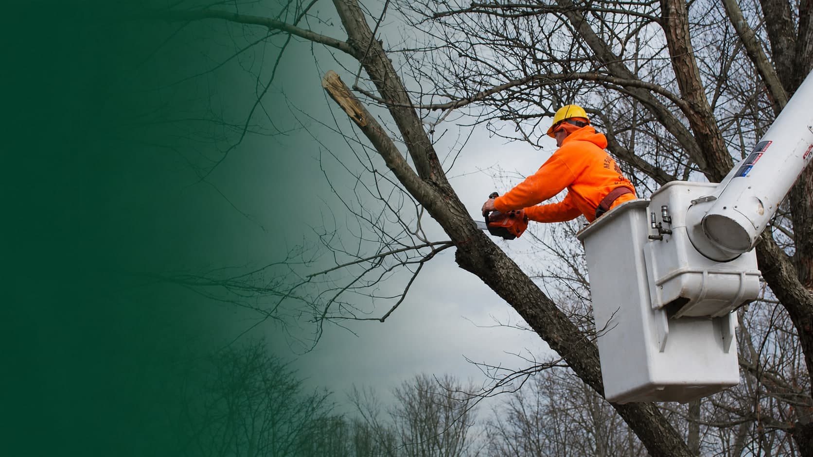 Meinhart's Tree Service worker trimming a tree from a bucket lift