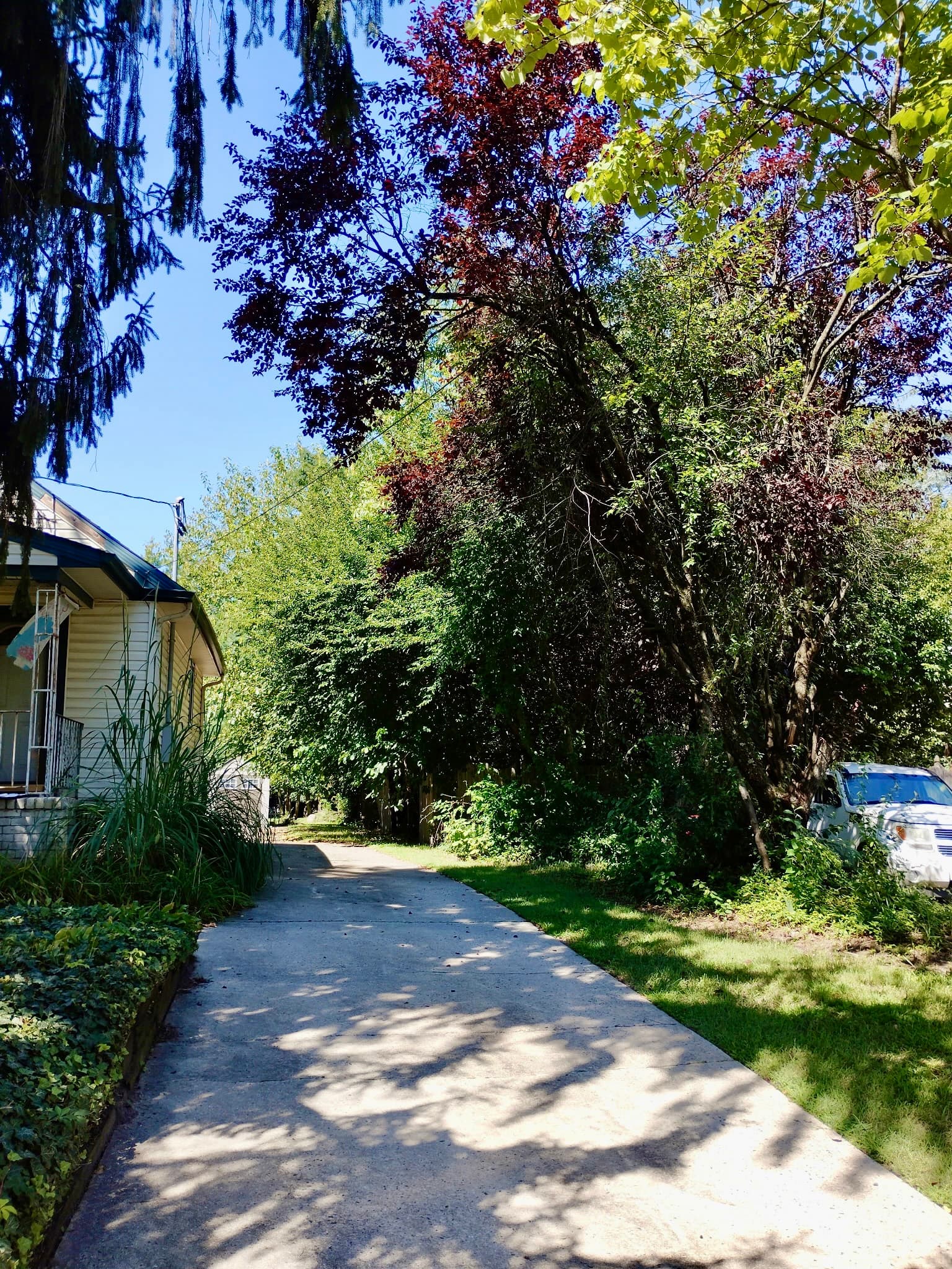 Trees overgrowing a residential driveway before trimming in Blackwood, New Jersey