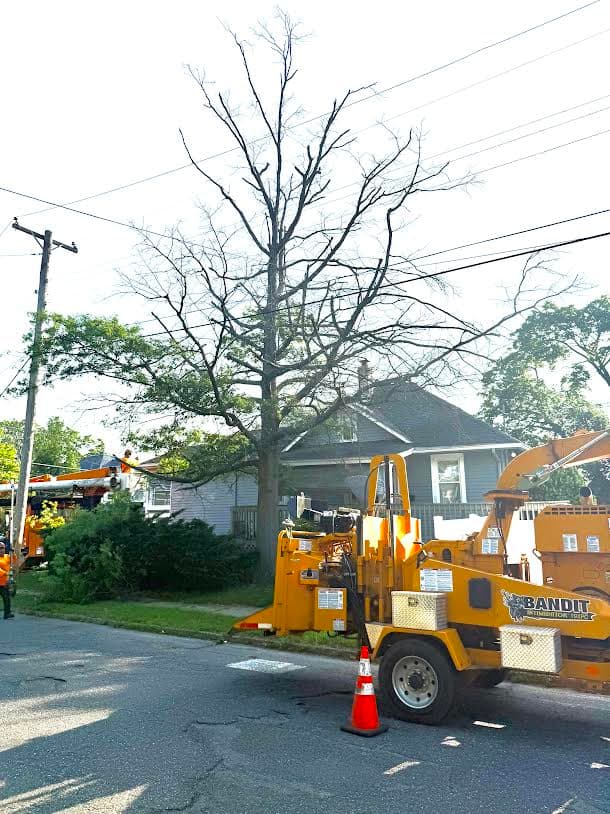 Dead tree near utility lines before removal in Pitman, New Jersey