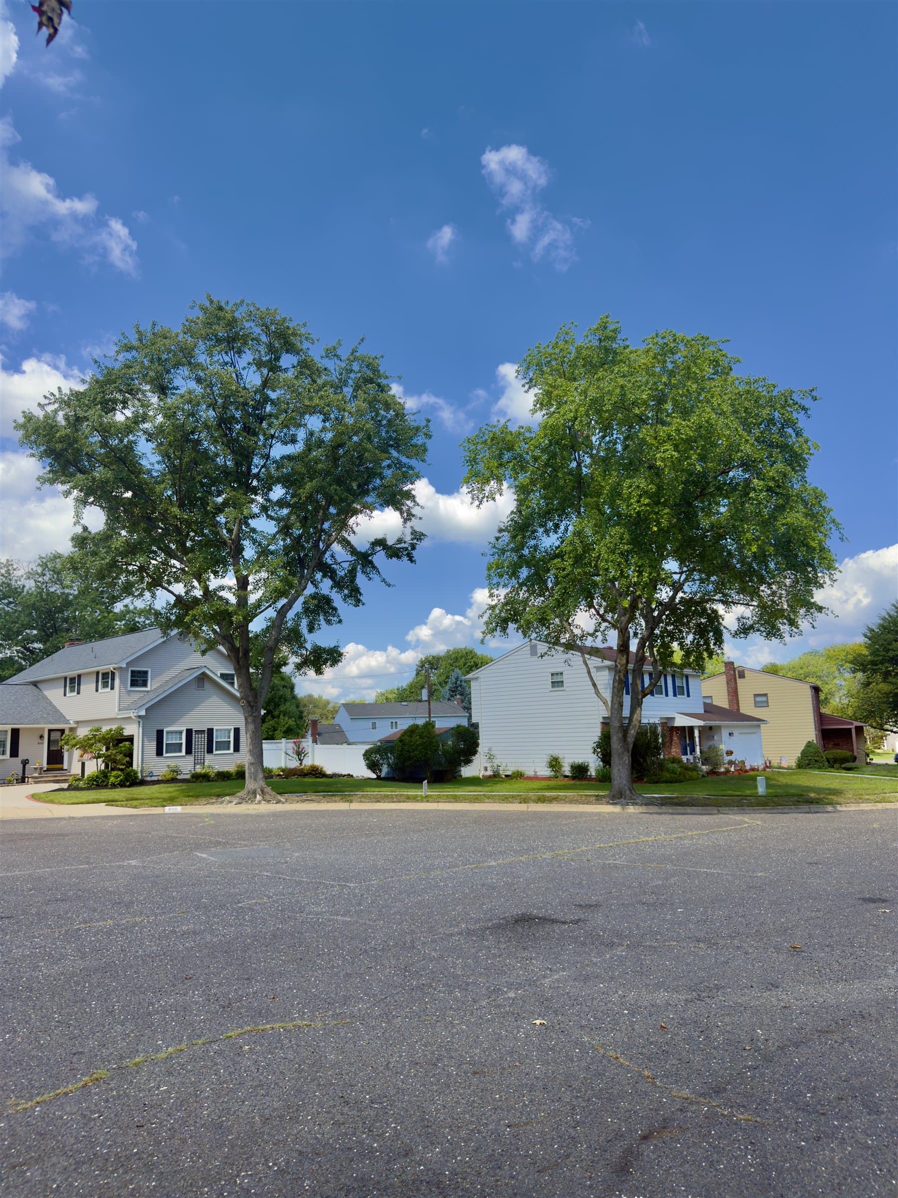 Two maple trees after pruning and canopy thinning in Mount Laurel, New Jersey