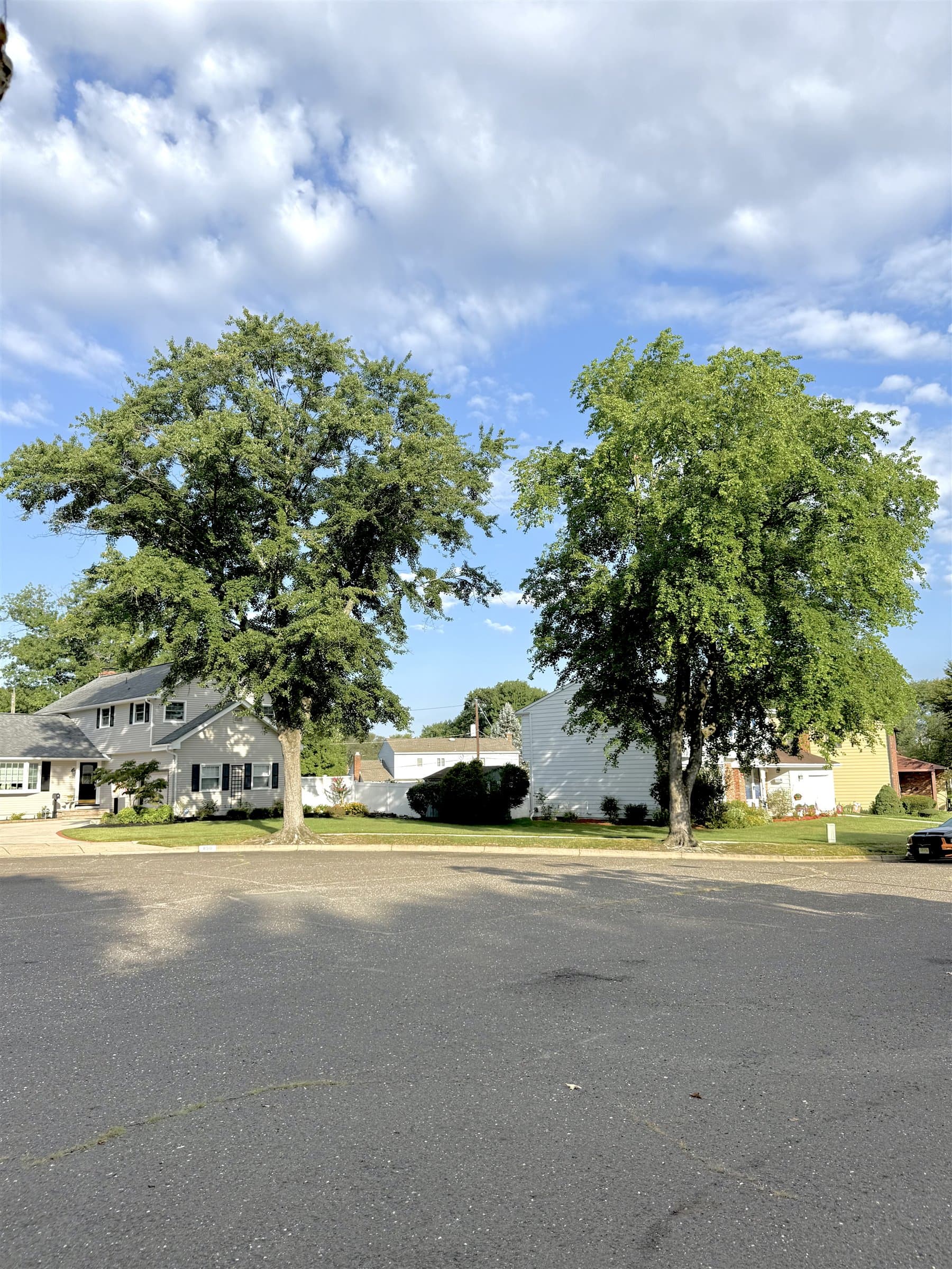 Two overgrown maple trees before trimming in Mount Laurel, New Jersey