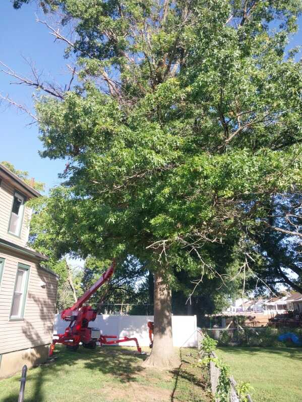 Diseased and declining oak before removal in a Woodbury, New Jersey backyard